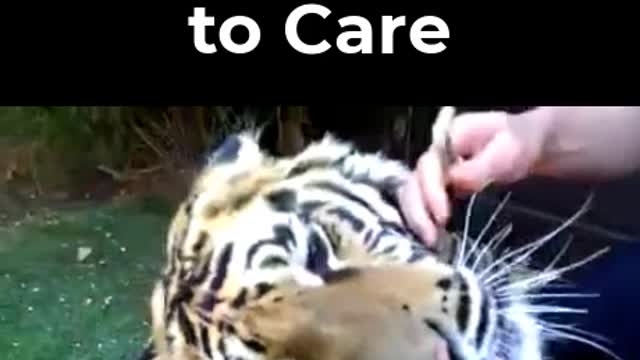 The Care Taker - Dare enough to care the Tiger