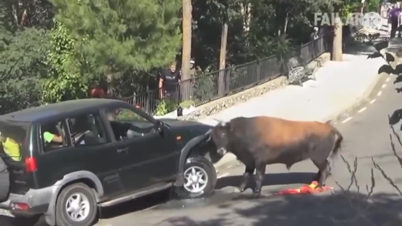 CRAZY BULL PLAYING WITH THE CAR|FUNNY ANIMALS FUNNY ACTS