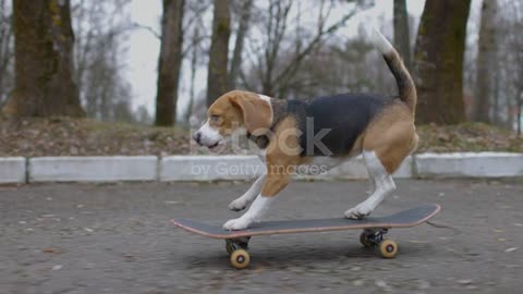 Begal dog skating in