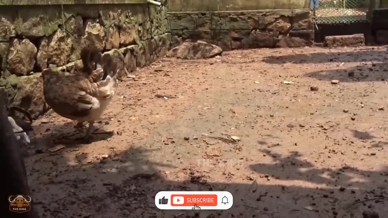 The Remarkable Account Of A Hen's Courageous Fight Against A Savage Eagle To Keep Her Chicks Safe