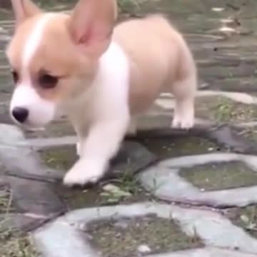 Cutest Puppys and Kittens from 2021 (2)