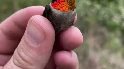 Bird of nature || innocent bird || Beautiful bird