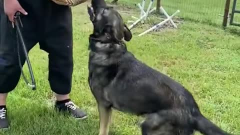 Dog training videos