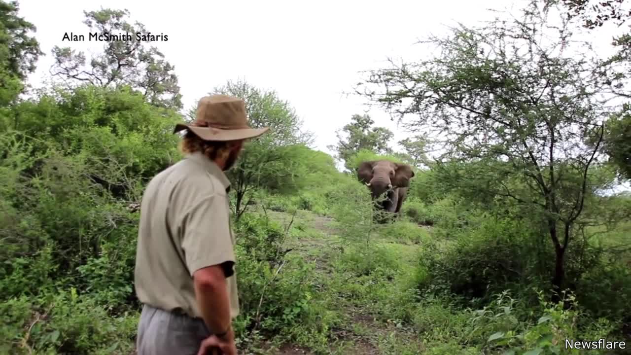 Man Scares Away - Charging Elephant