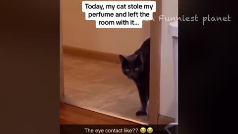 Funniest Dog and cat