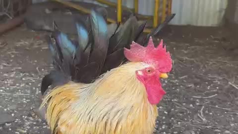 🐓🐓