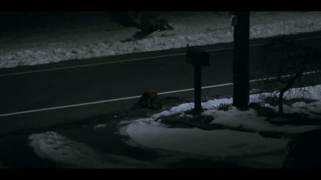 Red Fox visits mail box at night