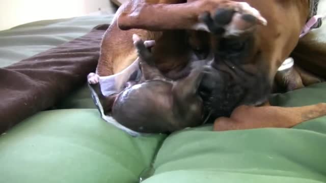 Boxer dog giving birth