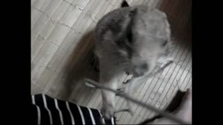 Belyashik plays with a rope