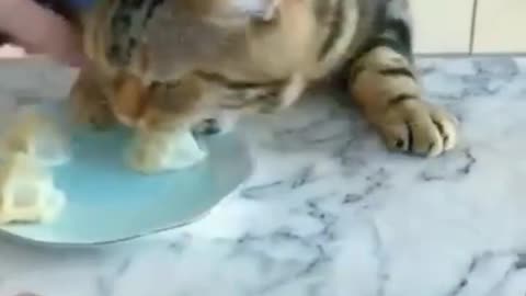 Cat funny video