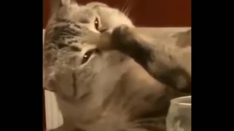 Cat funny video you feel happy after seen this.