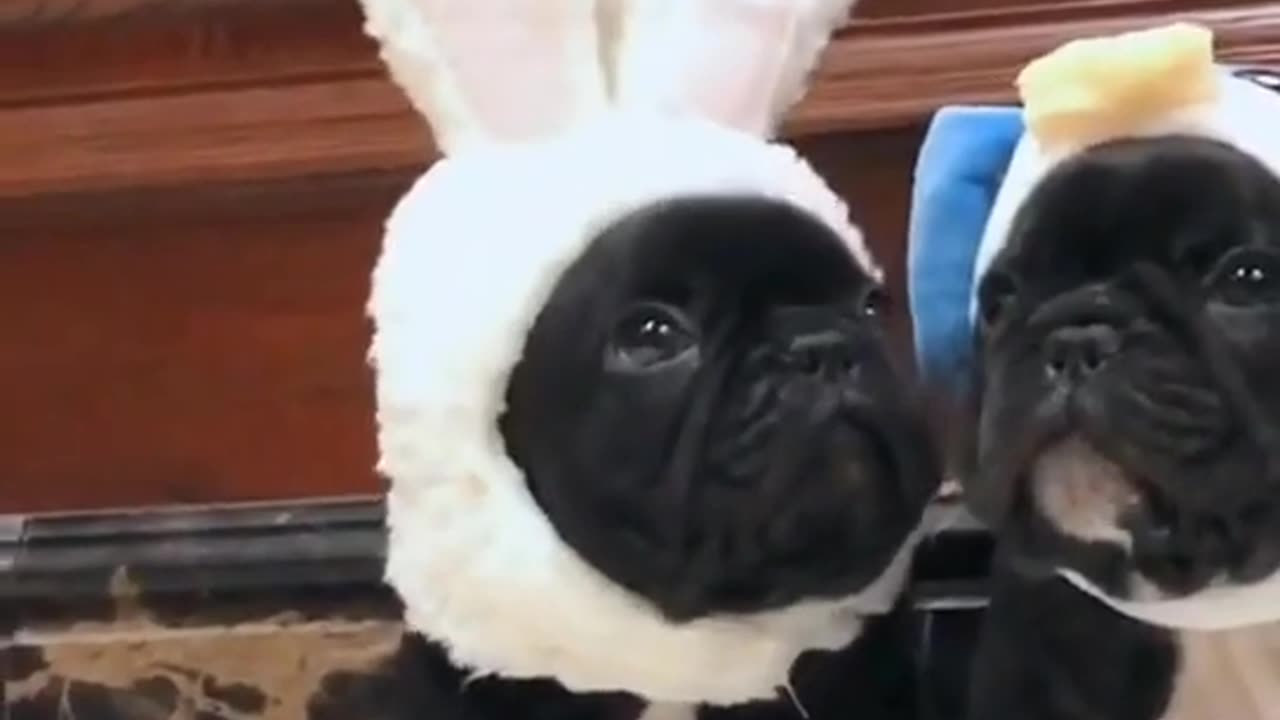 Baby dogs these babies are just the Cutest 2024 viral wildlife