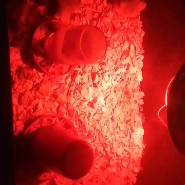 Chicks in a brooder Part 17