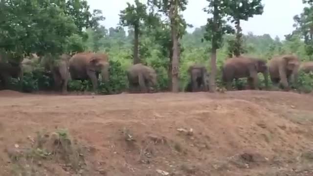 Elephants comming for water..