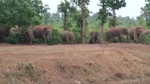 Elephants comming for water..