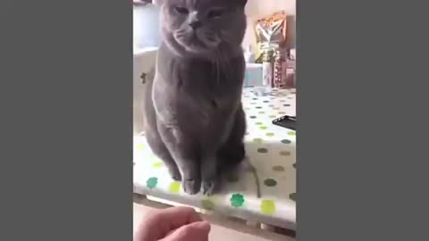 KUMPULAN VIDEO 🐶 KUCING LUCU 2024