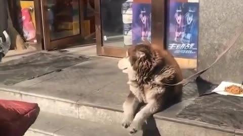 Husky waiting for his owner