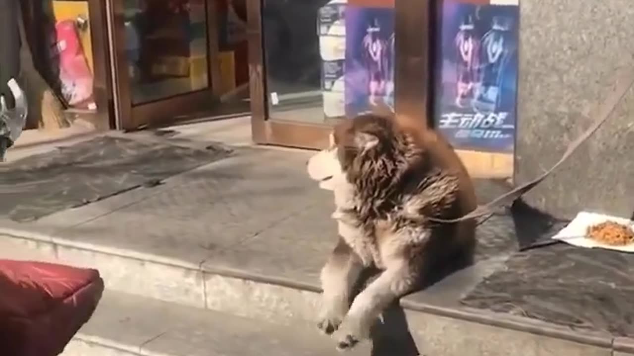 Husky waiting for his owner