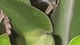 strange creature....with loud sounds power
