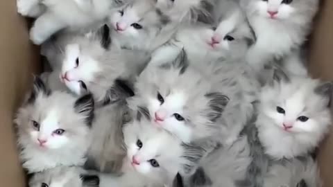 Fun with dog and cat, povilion dog, kitten