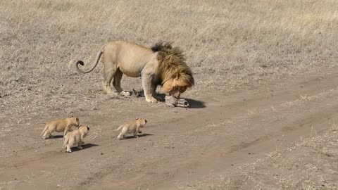 Father Lion Try To Ditch His Kids, But He Can't