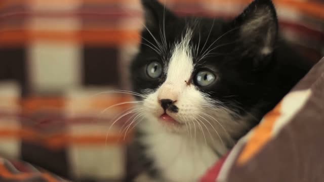 The little cat with the black nose here again, still not very playful
