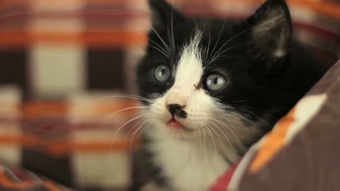 The little cat with the black nose here again, still not very playful