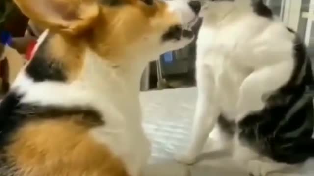 Cat and dog fight