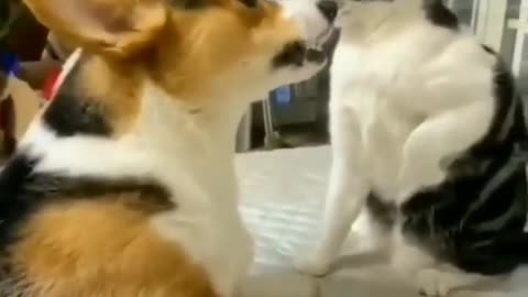 Cat and dog fight