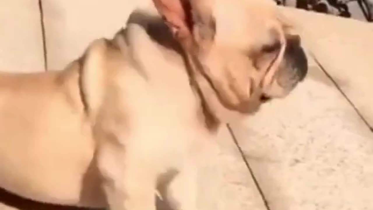 My cute dog doing their funny activities