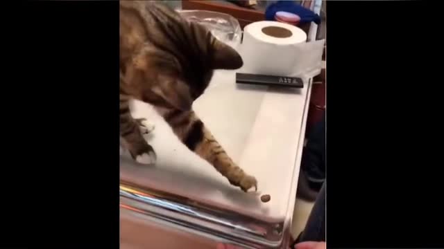Funniest animal. Cat cute