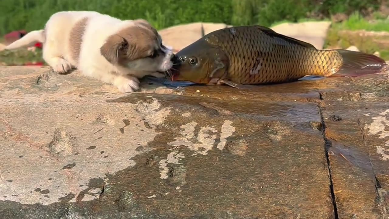 Funny video dog & fish 😂😂😂😂