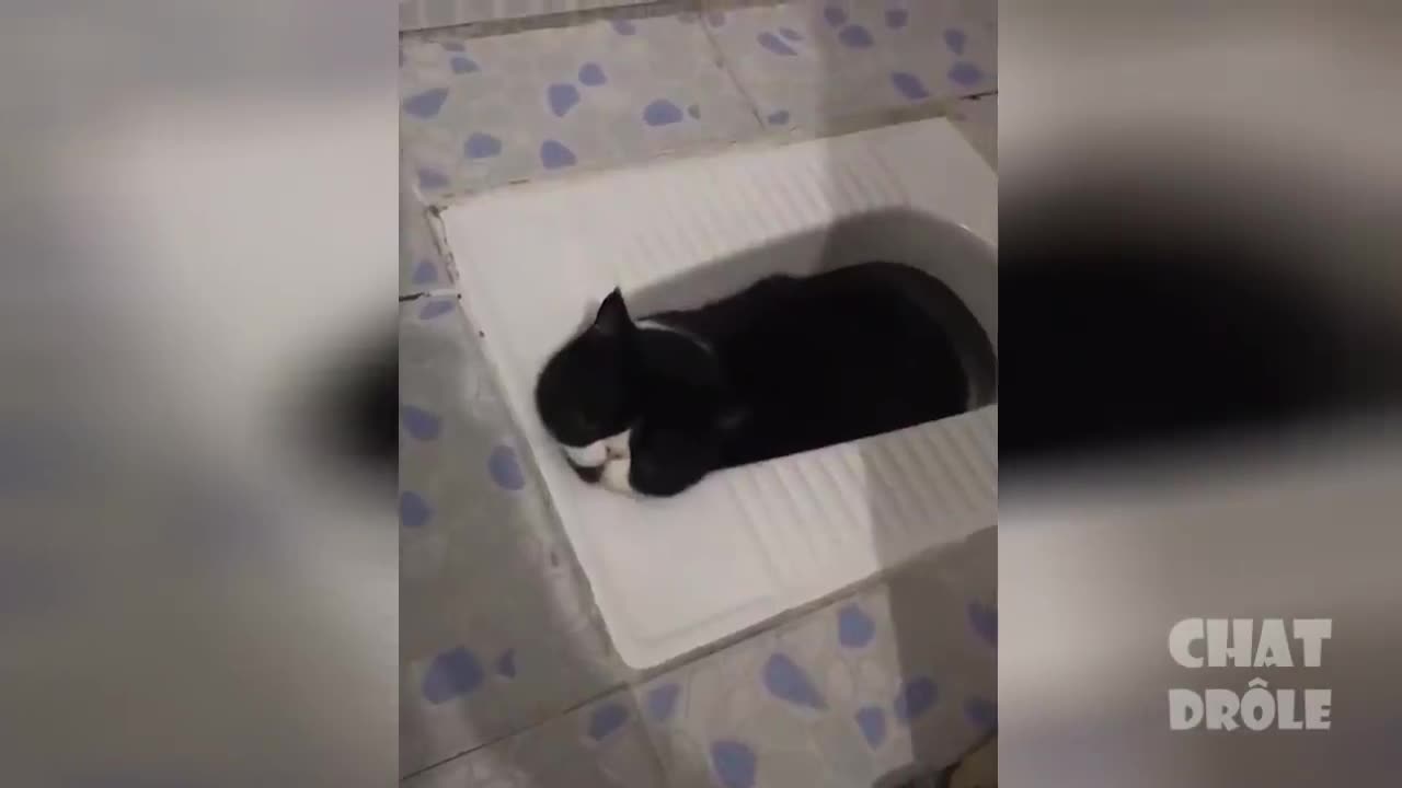 Lovely cats... Try not to laugh