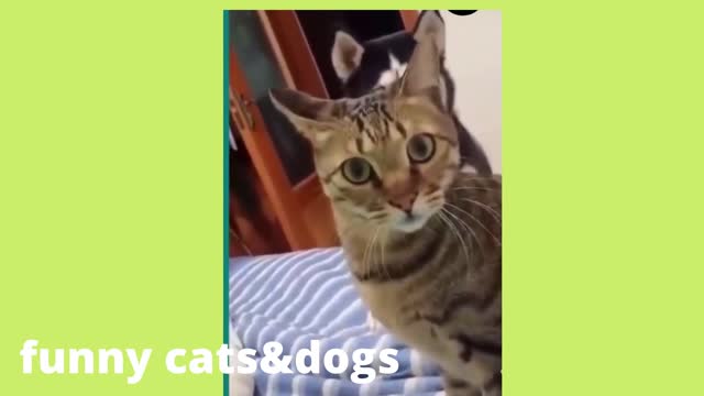 fight cats & dogs