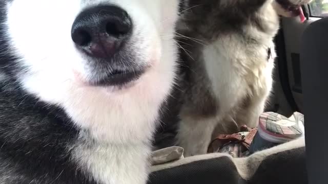 Needy Husky