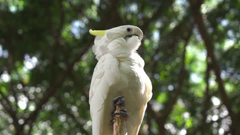 WHITE PARROT