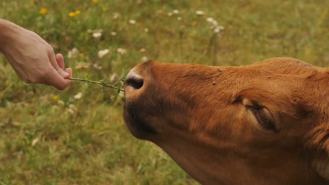 Man feeds a cow a green plant