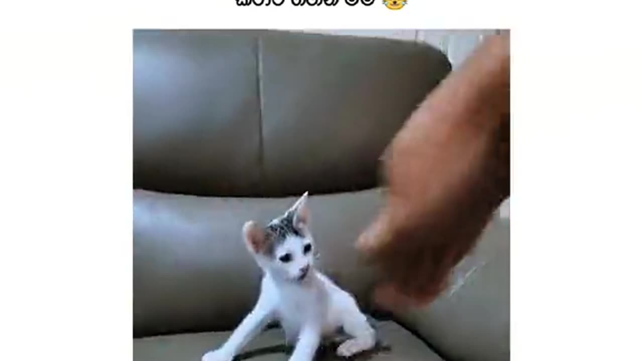 Cat fight 😂