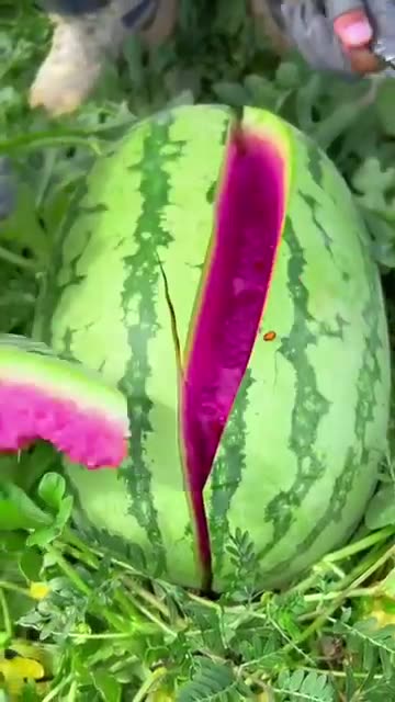 Chinese amazing watermelon 🍉#fruit #shorts #fyp #fypシ #chinese (1)