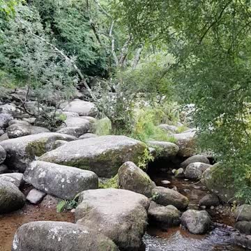 River Dart. Dartmoor. Dartmeat.