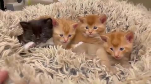 Funny cat dog animals videos (13)