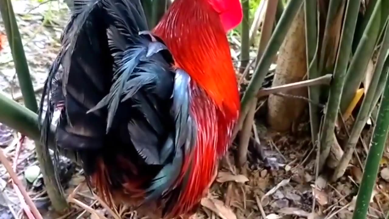 Beautiful- Rooster