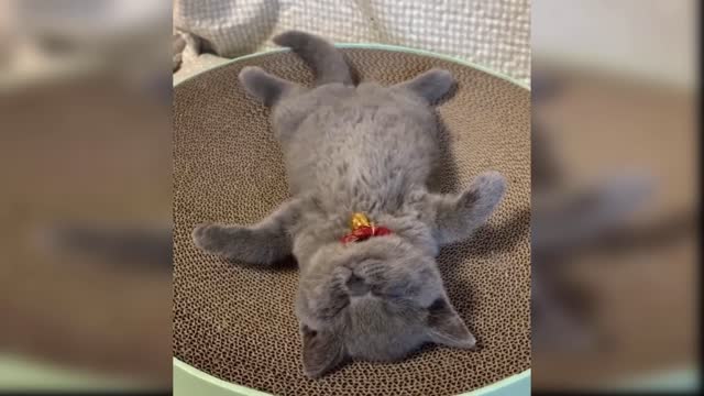 Baby Cats - Cute and Funny Cat Videos Compilation