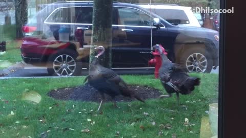 Wild turkeys walking in circles in front of yard