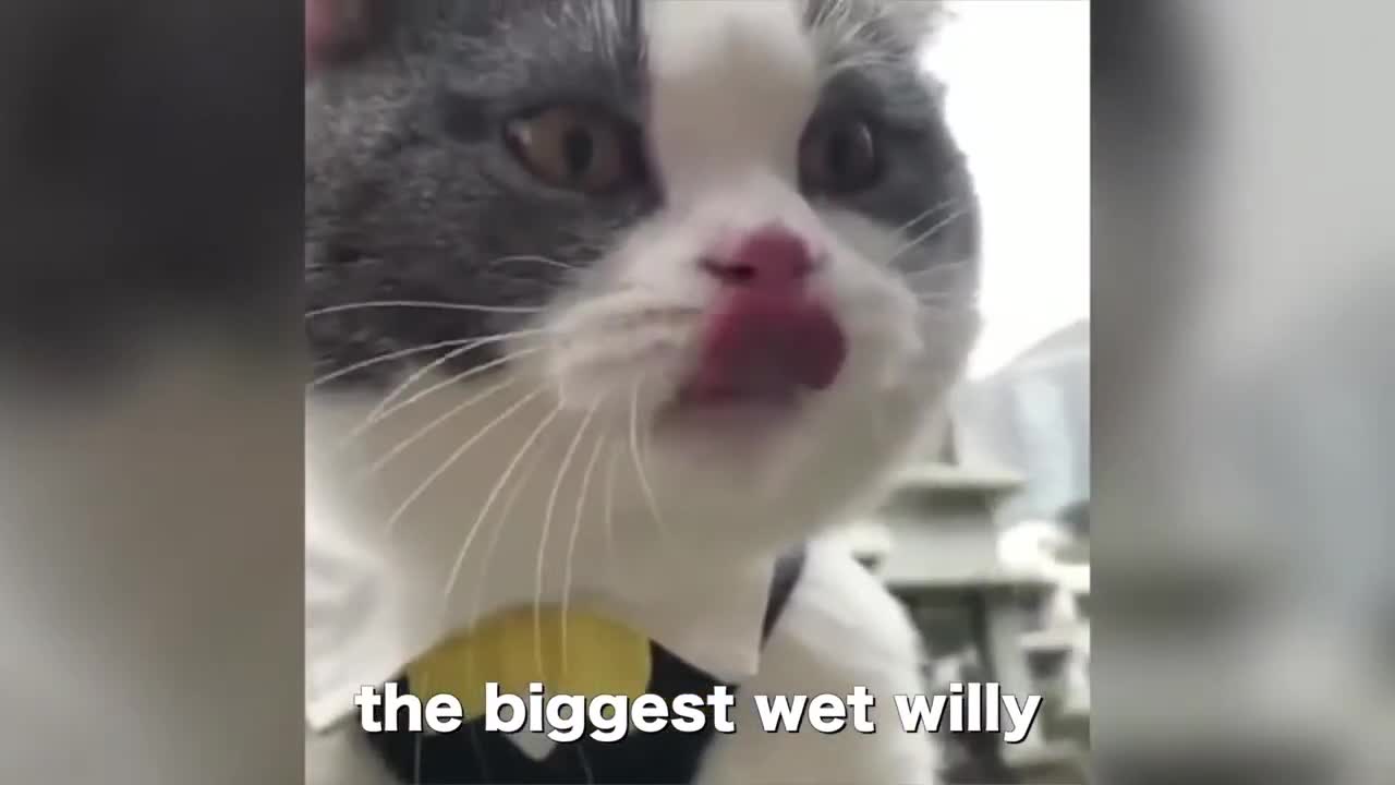 Big Billy the Cat Speaks English better than his owner!!!