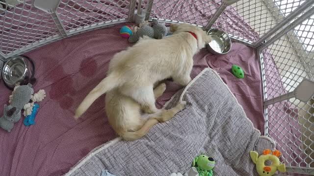 Jumping and Wrestling!