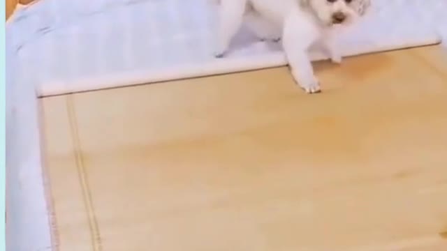 Very Smart Cute And Funny Dog Compliment Video