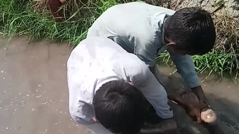 Funny video