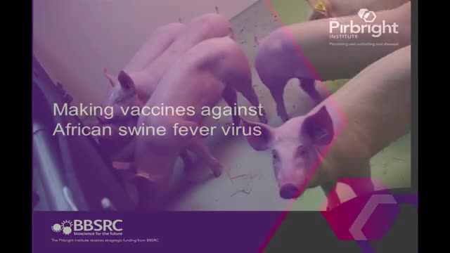 Making vaccines against African swine fever virus_Cut.mp4