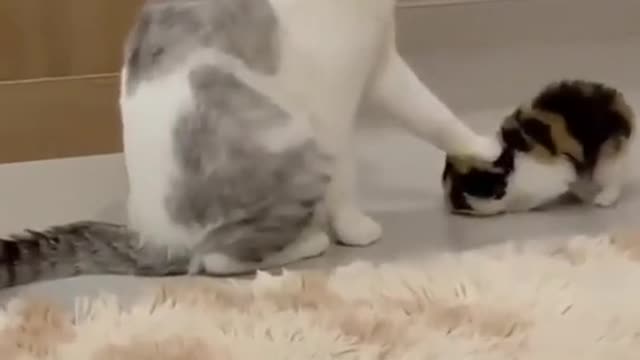 Cat making fun of her baby